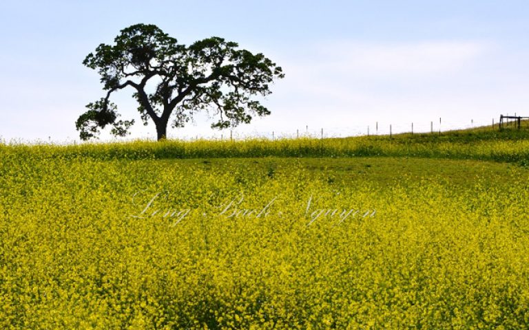 Luni din săptămâna a 17-a de peste an – 2