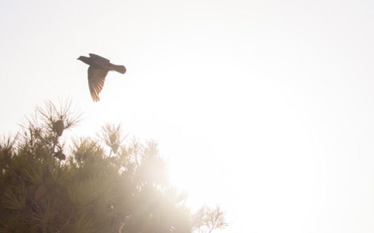 Duminica a 6-a a Paștelui (C) – 4